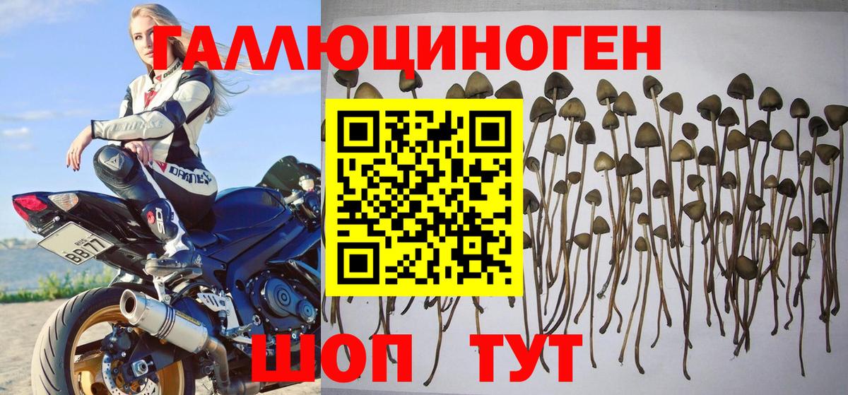 Псилоцибиновые грибы MAGIC MUSHROOMS  Галлюциногенные грибы Cubensis  Вход с VPN  Всеволожск 