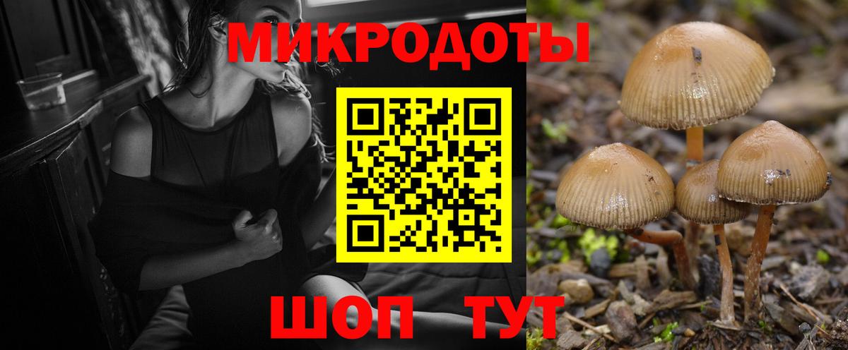 Галлюциногенные грибы Psilocybe Всеволожск
